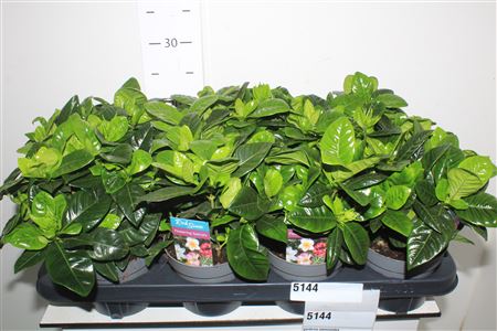 Горшечные цветы и растения оптом Gardenia Jasminoides от 8шт из Голландии с доставкой по России