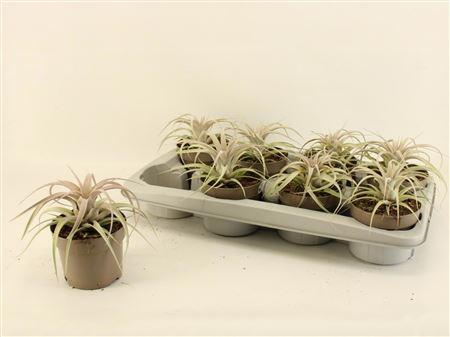 Горшечные цветы и растения оптом Tillandsia Xerograph * Spring Deal * от 8шт из Голландии с доставкой по России