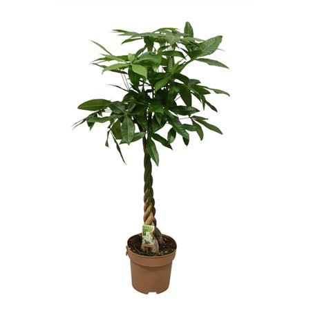 Горшечные цветы и растения оптом Pachira Aquatica Twisted Stem от 1шт из Голландии с доставкой по России