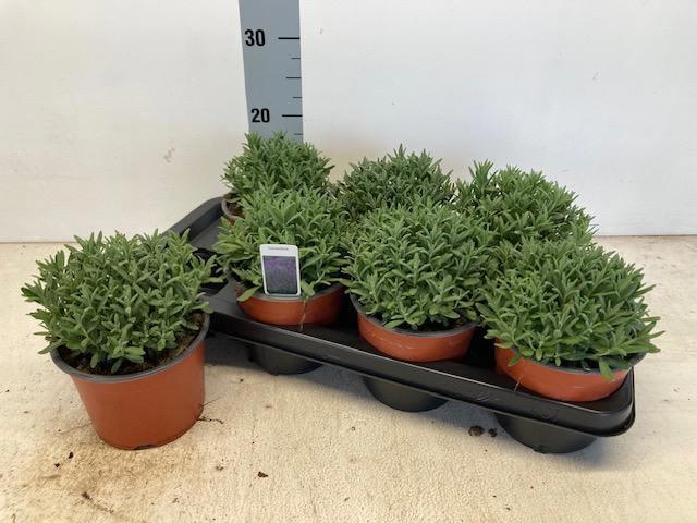 Горшечные цветы и растения оптом Lavan An Cleo Patio от 7шт из Голландии с доставкой по России