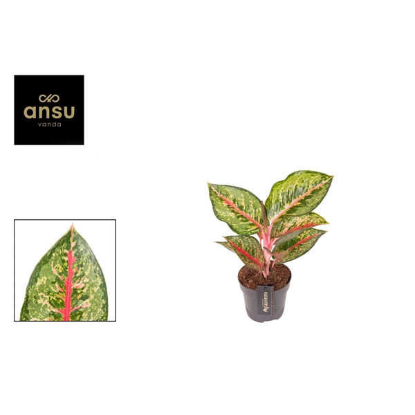 Горшечные цветы и растения оптом Aglaonema Paradise Red от 6шт из Голландии с доставкой по России