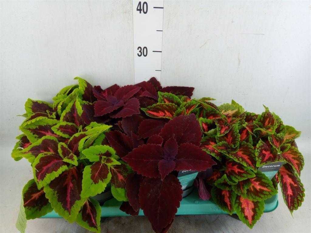 Горшечные цветы и растения оптом Plectranthus Col.   ...mix от 6шт из Голландии с доставкой по России