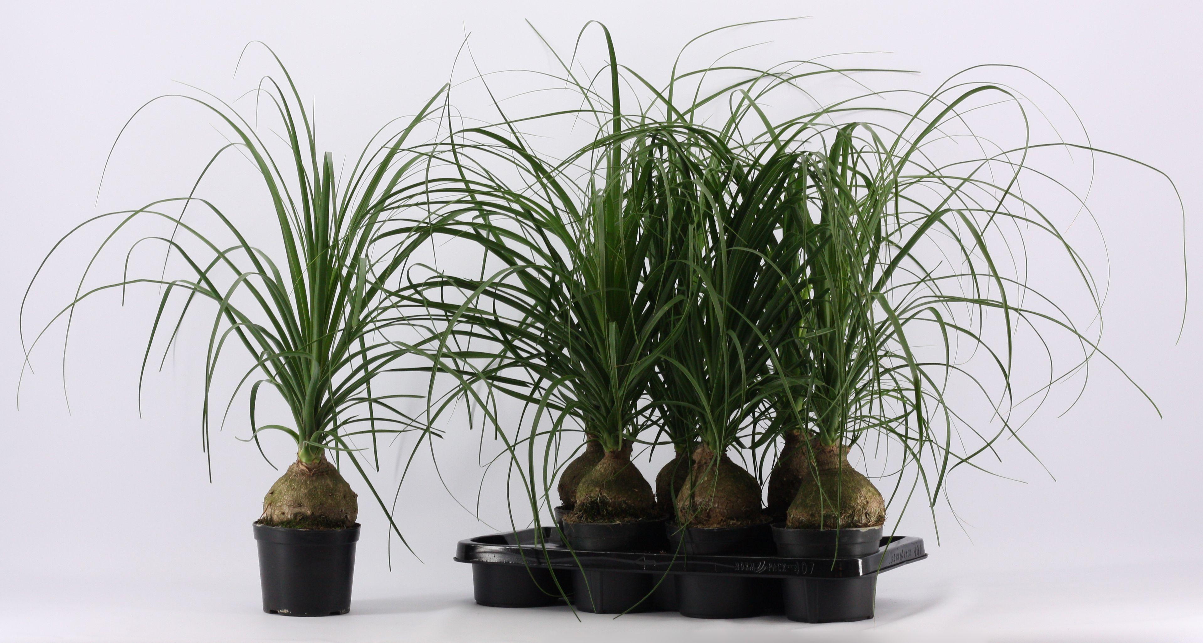 Горшечные цветы и растения оптом Beaucarnea Bol 1+ Head от 7шт из Голландии с доставкой по России