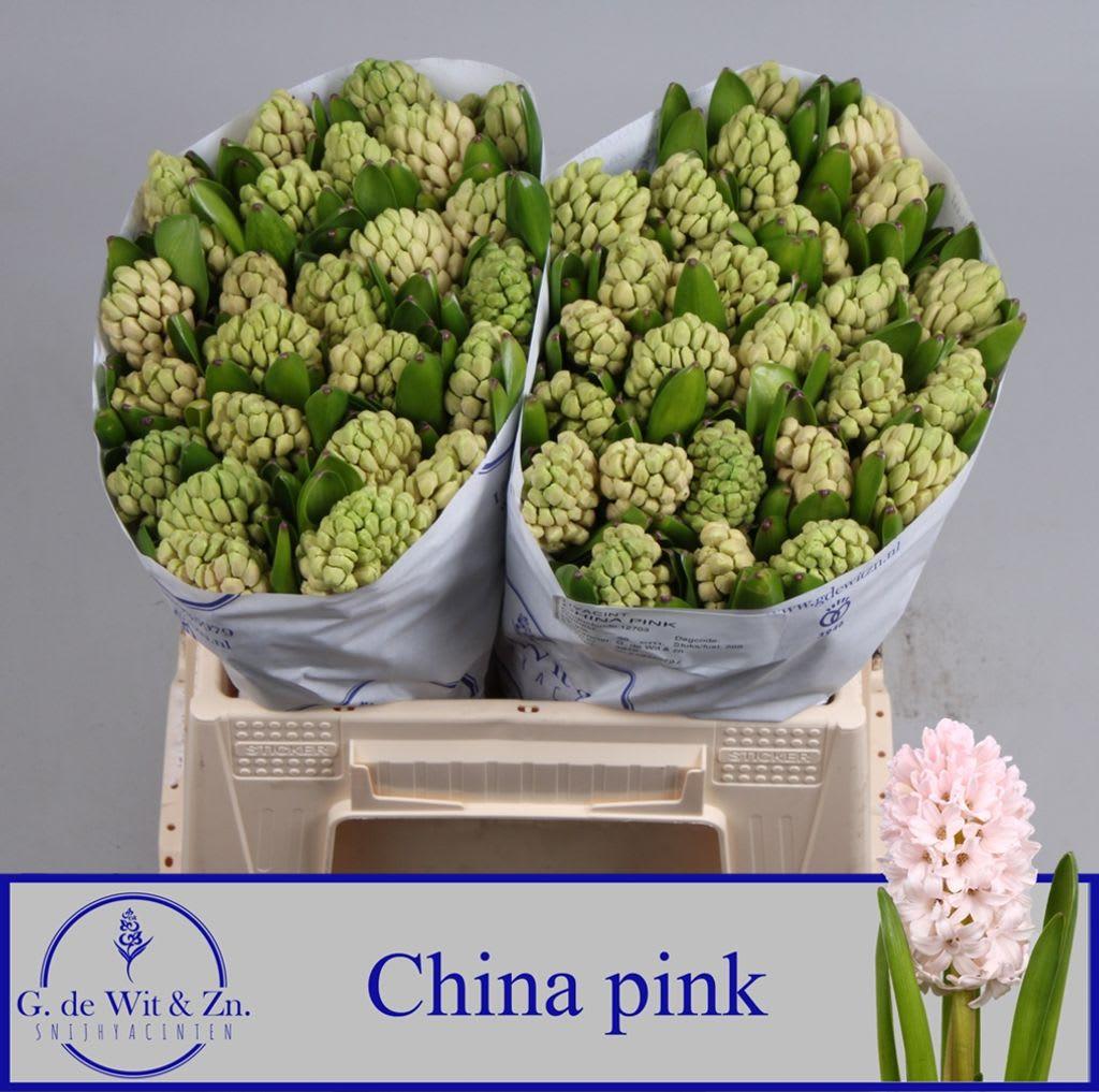 Срезанные цветы оптом Hyacinthus china pink от 50шт из Голландии с доставкой по России