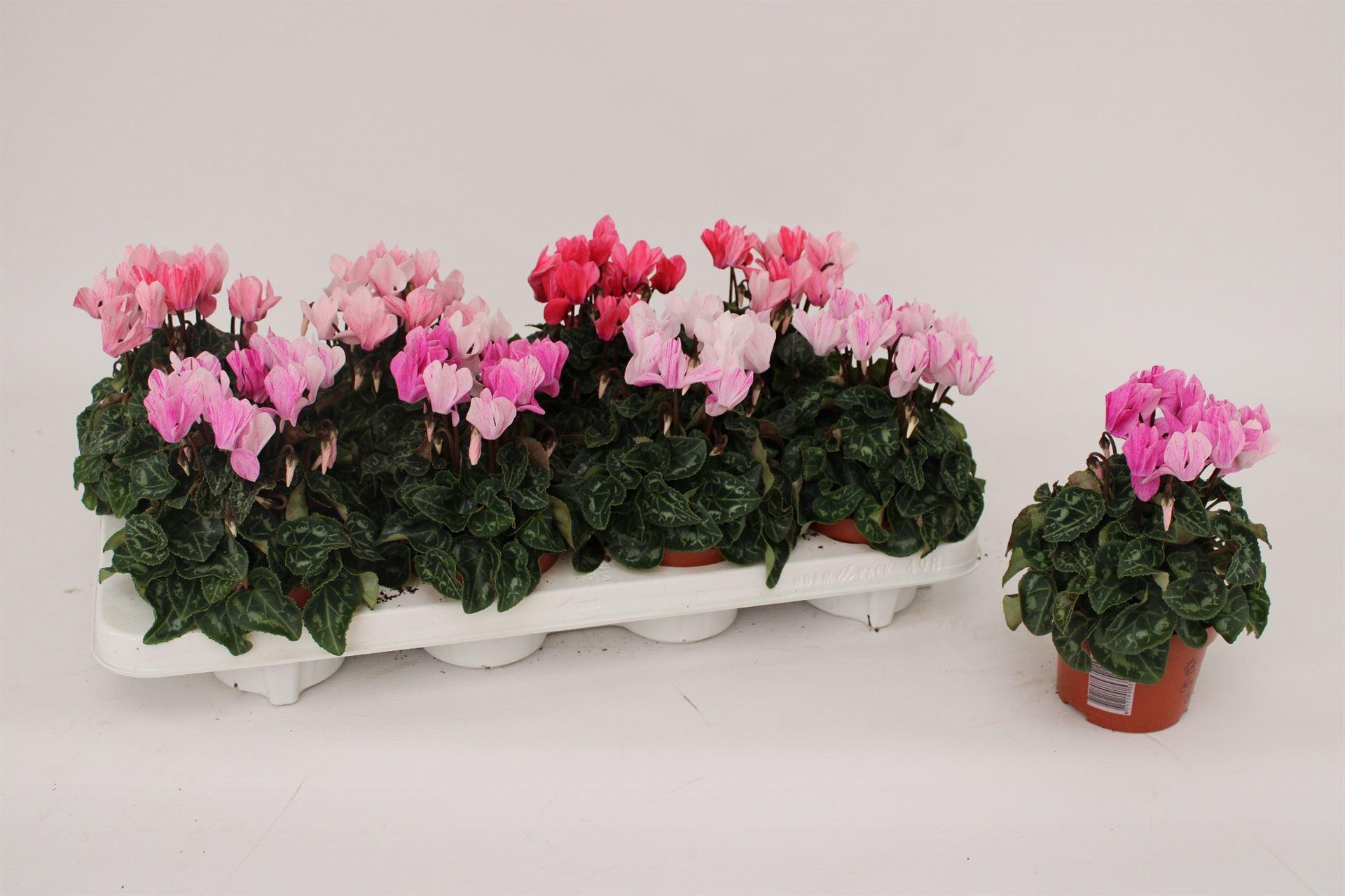 Горшечные цветы и растения оптом Cyclamen Kl crayon от 8шт (для телеги) из Голландии с доставкой по России