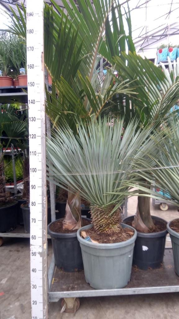 Горшечные цветы и растения оптом Yucca Rostrata от 1шт из Голландии с доставкой по России