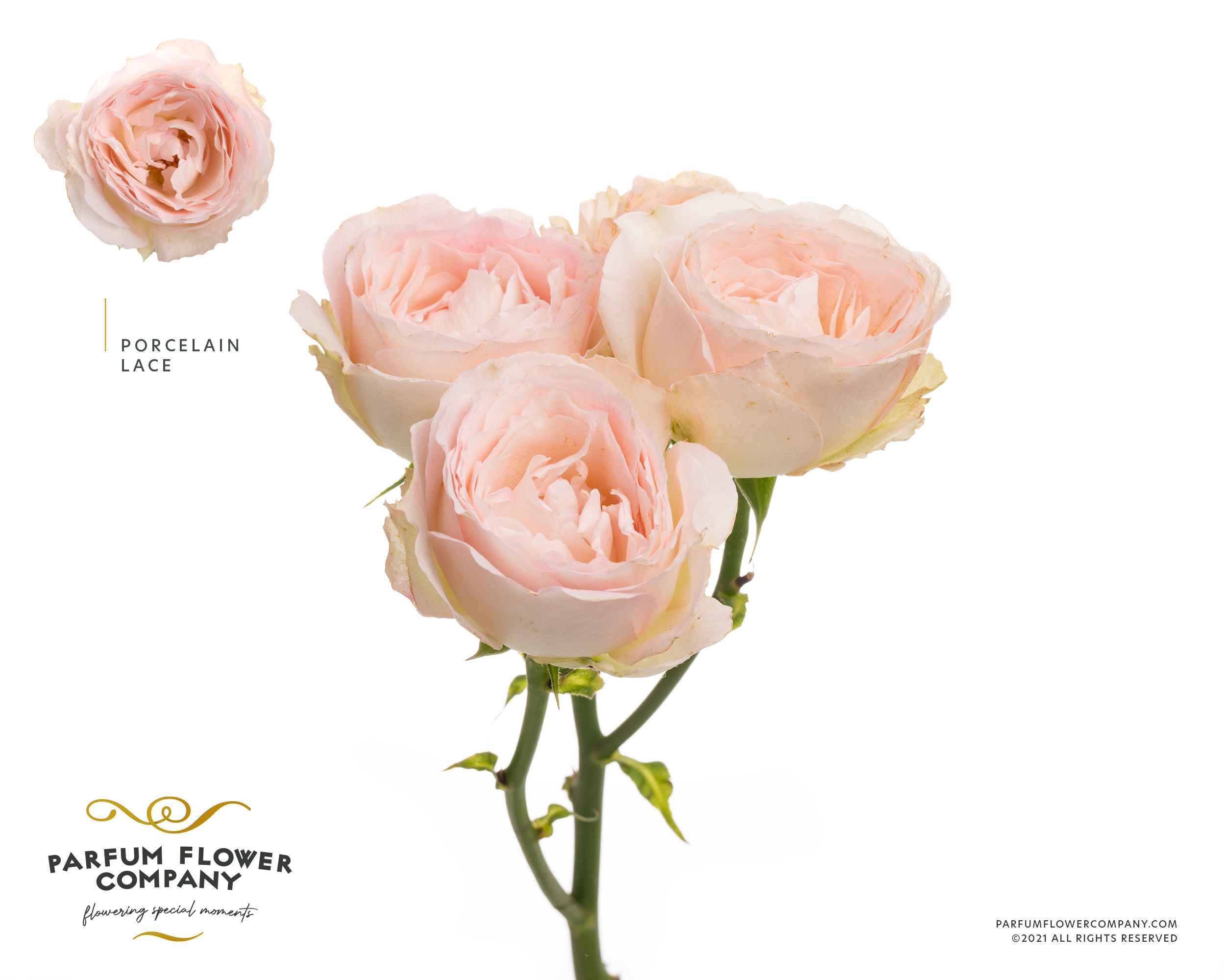 Срезанные цветы оптом Rosa sp lace porcelain от 12шт из Голландии с доставкой по России