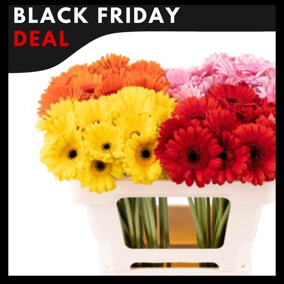 Срезанные цветы оптом Germini 4 colour mix от 80шт из Голландии с доставкой по России