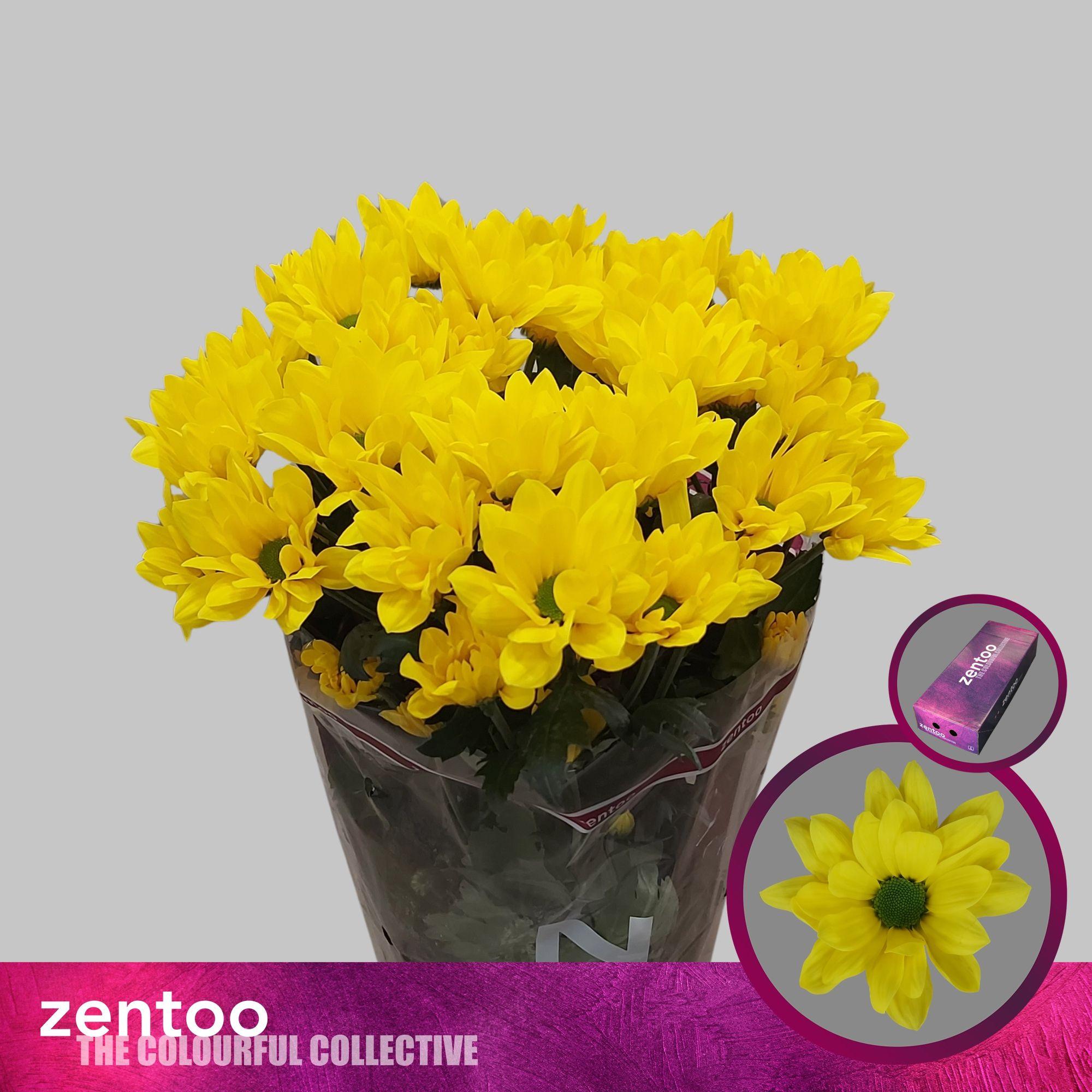 Срезанные цветы оптом Chrys sp felicitas от 160шт из Голландии с доставкой по России