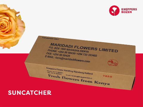 Срезанные цветы оптом Rosa large suncatcher от 200шт из Голландии с доставкой по России