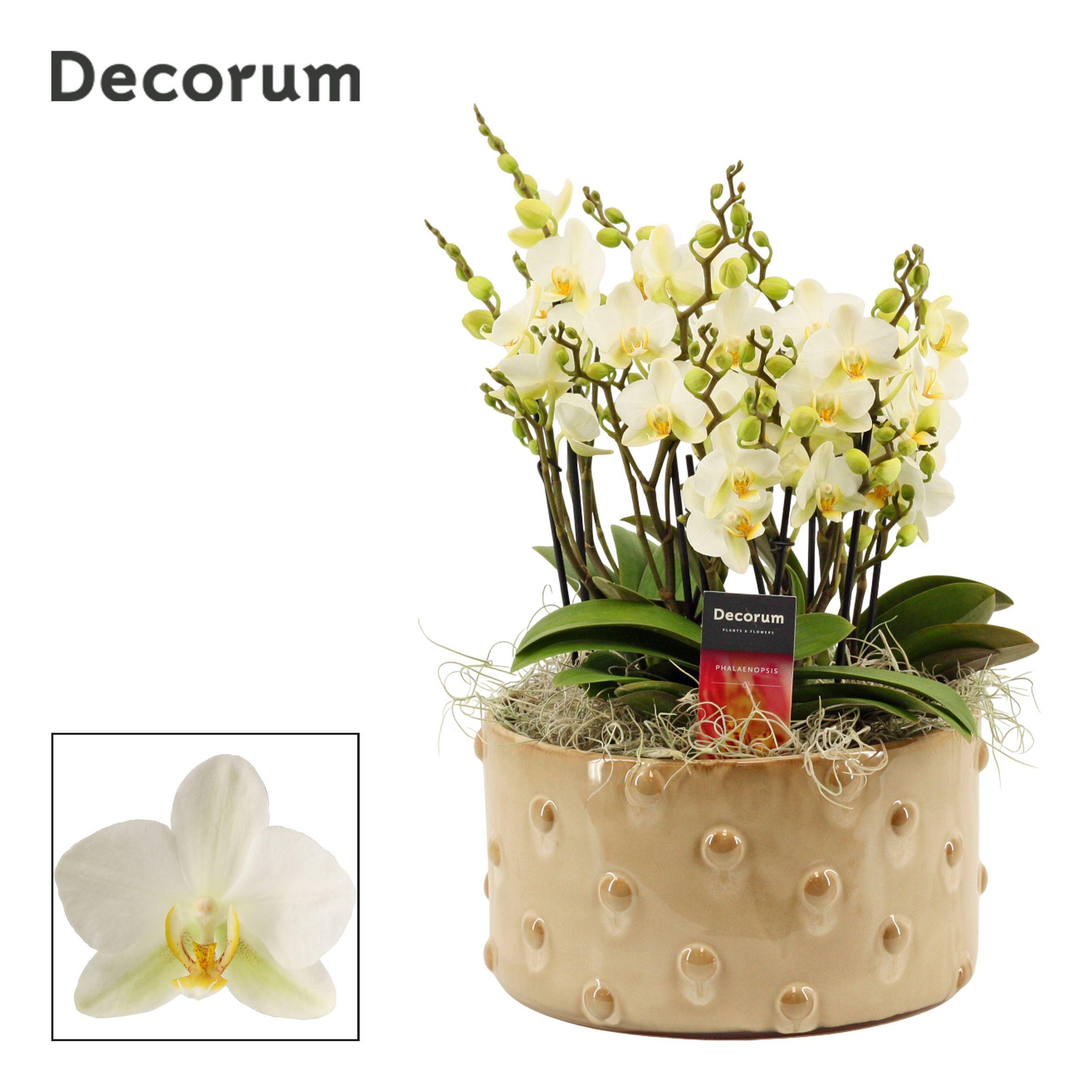 Горшечные цветы и растения оптом Phal Mf An Lausanne от 1шт' из Голландии с доставкой по России