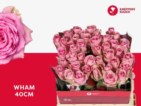 Срезанные цветы оптом Rosa la wham от 40шт из Голландии с доставкой по России