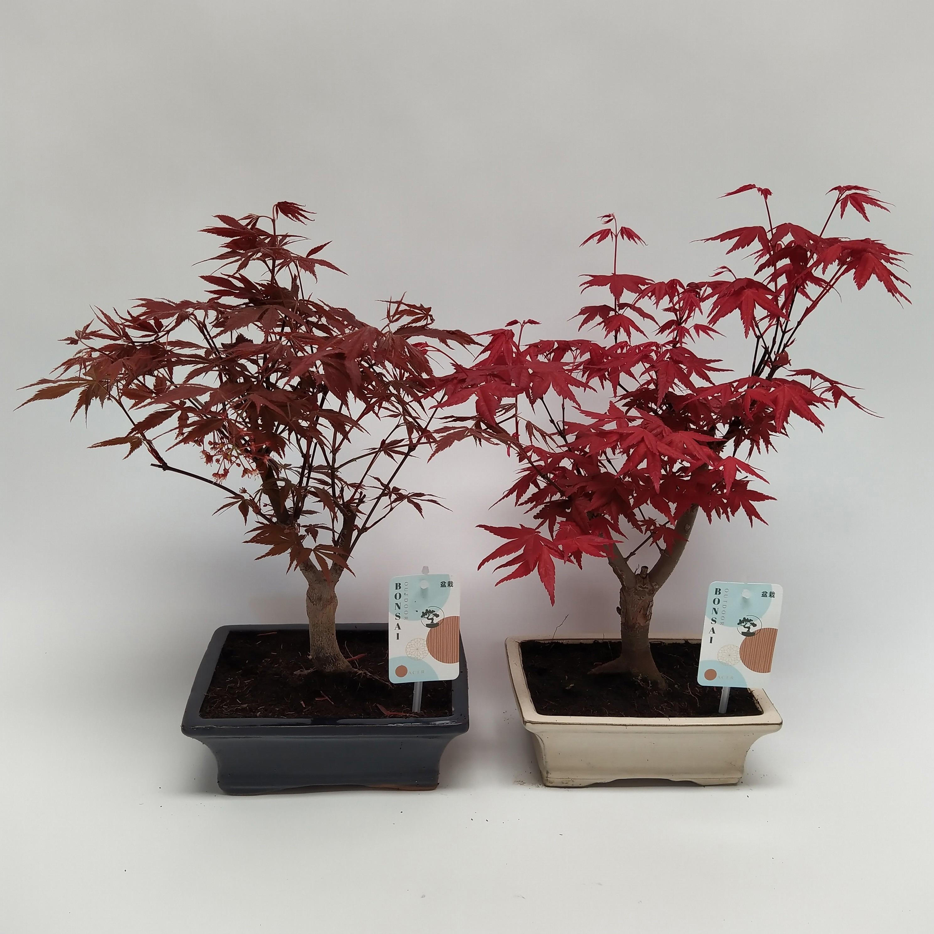 Горшечные цветы и растения оптом Bonsai Mix Landscape от 5шт из Голландии с доставкой по России