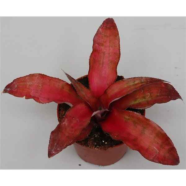 Горшечные цветы и растения оптом Cryptanthus Strawberry Flambee от 12шт из Голландии с доставкой по России
