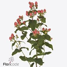 Срезанные цветы оптом Hypericum mag royal princess от 125шт из Голландии с доставкой по России