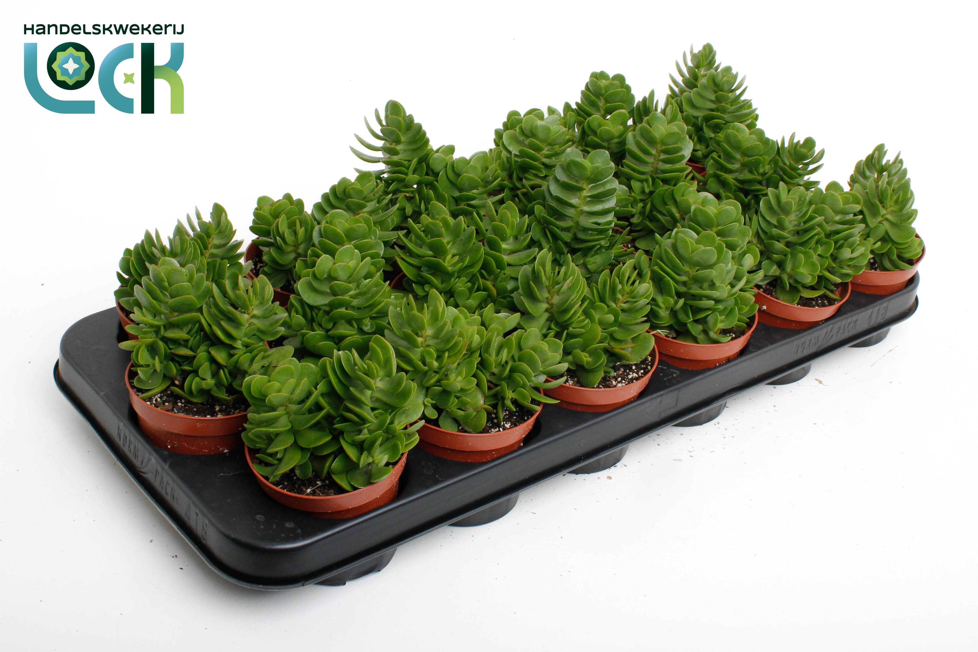 Горшечные цветы и растения оптом Crassula Pyramide от 18шт (для телеги) из Голландии с доставкой по России