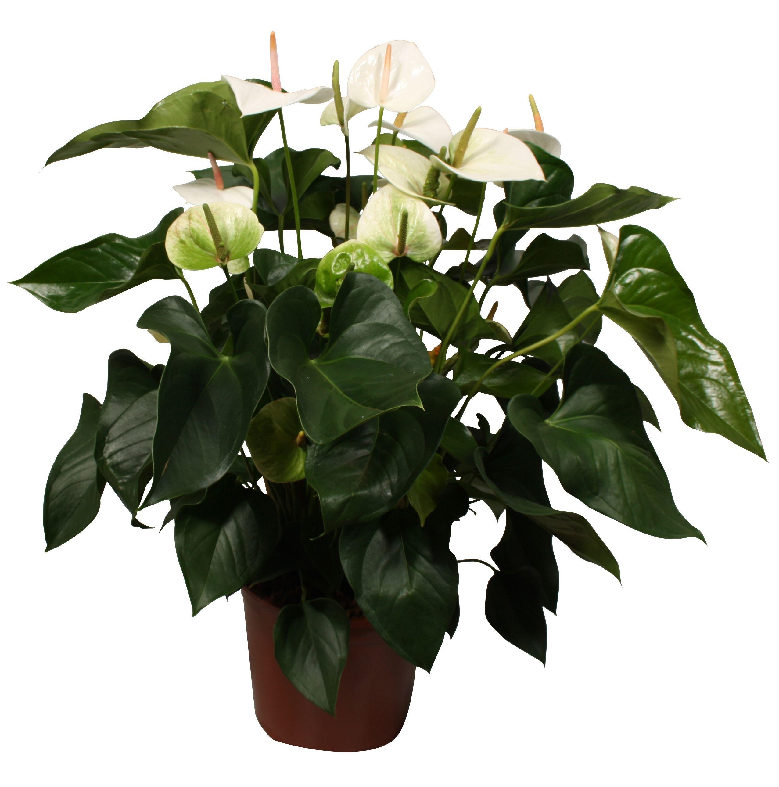 Горшечные цветы и растения оптом Anth An Sakura White 10+ от 4шт из Голландии с доставкой по России