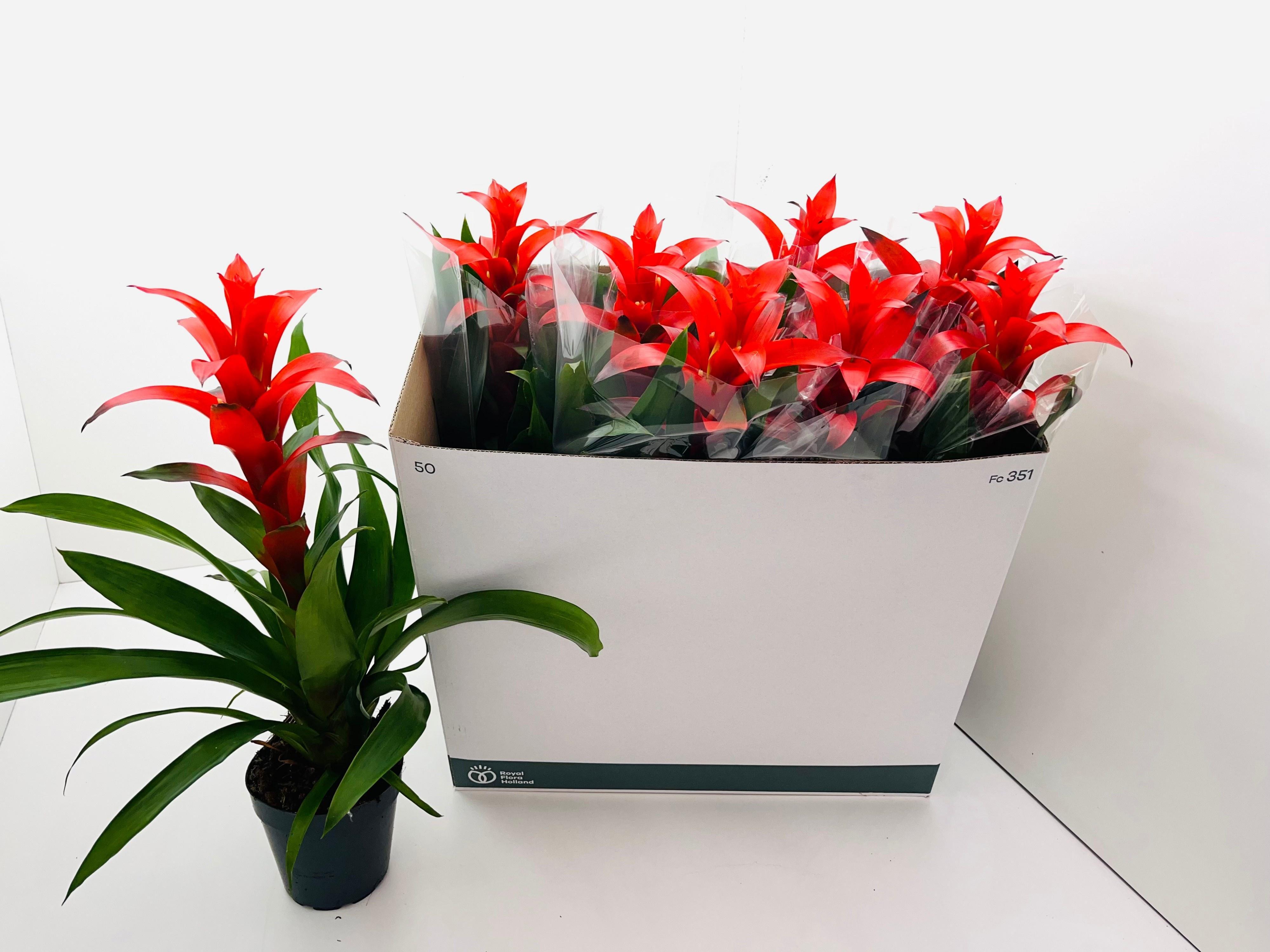 Горшечные цветы и растения оптом Guzmania Rostara от 8шт из Голландии с доставкой по России