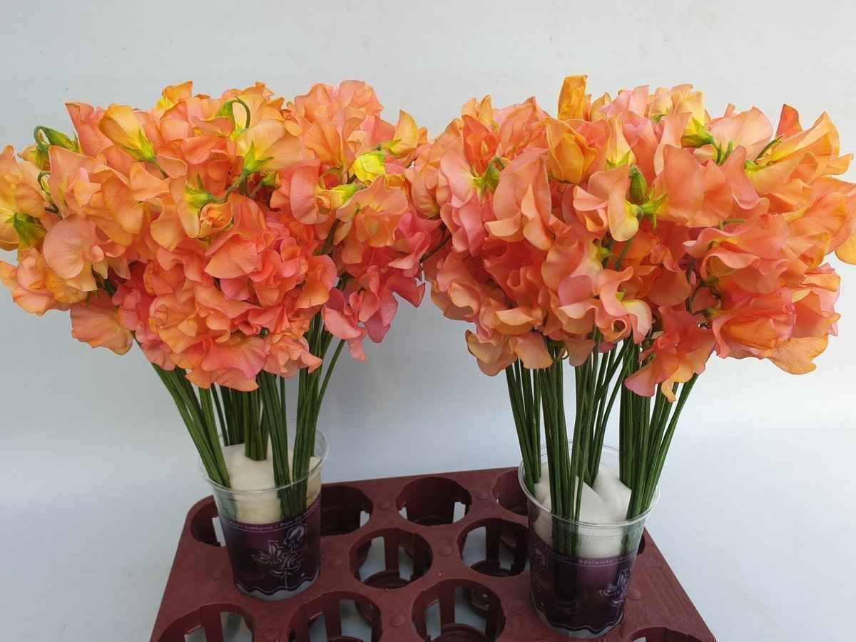 Срезанные цветы оптом Lathyrus paint mango magic от 100шт из Голландии с доставкой по России