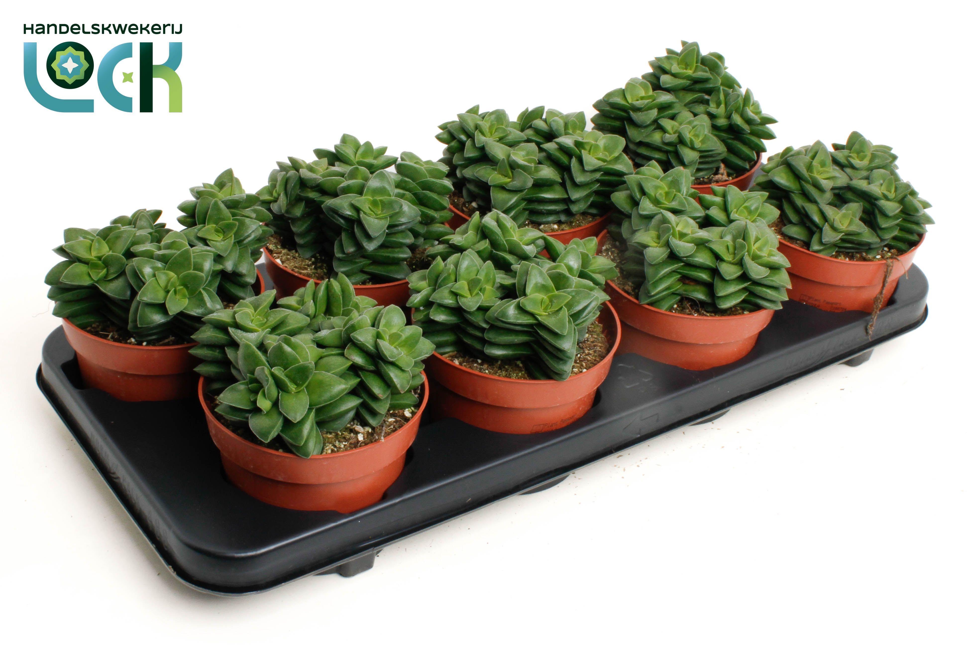 Горшечные цветы и растения оптом Crassula Spring Time от 8шт из Голландии с доставкой по России