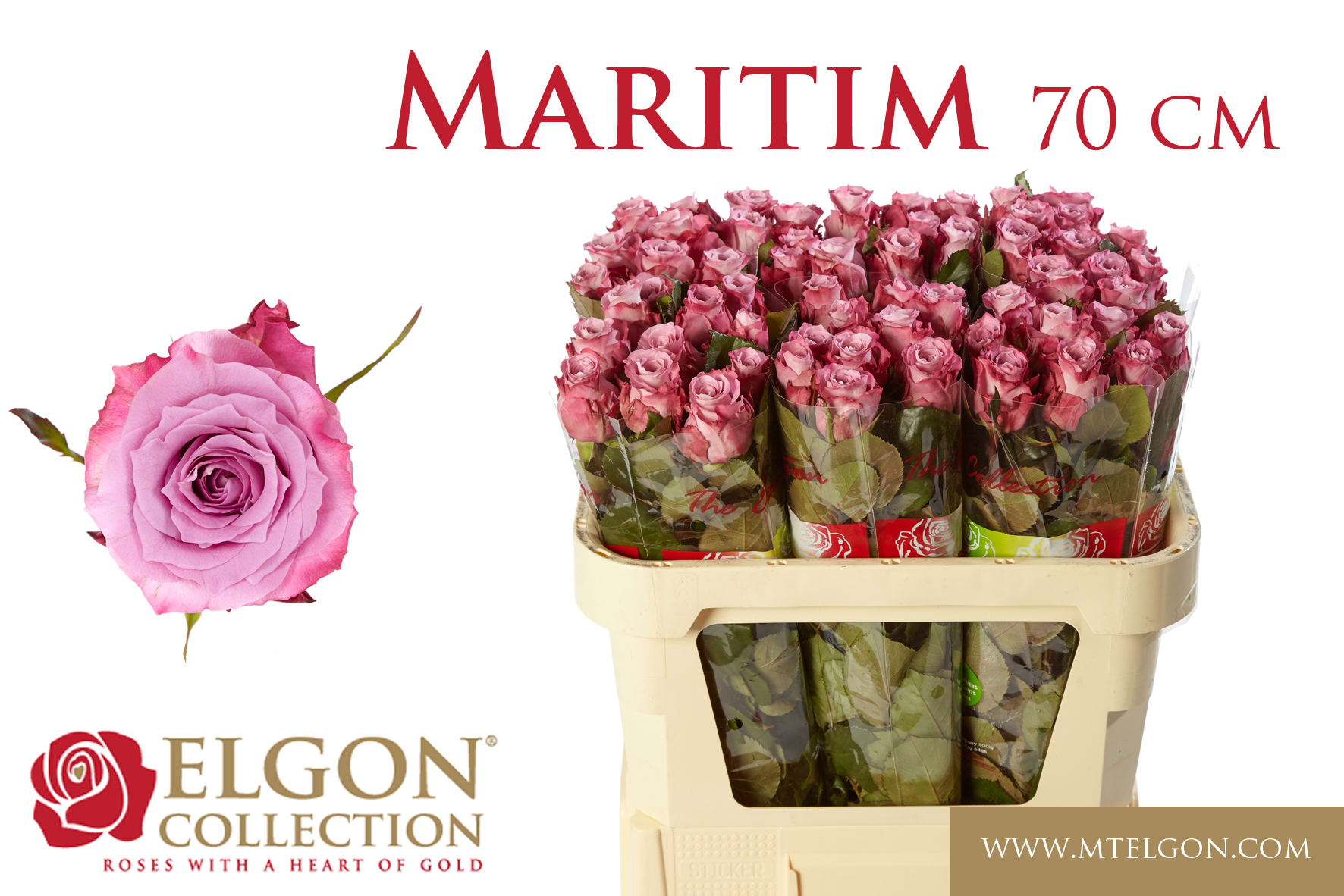 Срезанные цветы оптом Rosa large maritim от 260шт из Голландии с доставкой по России