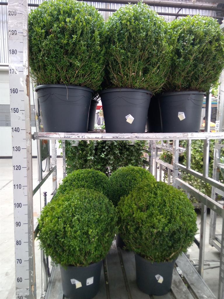 Горшечные цветы и растения оптом Buxus Semp.   ... от 1шт из Голландии с доставкой по России