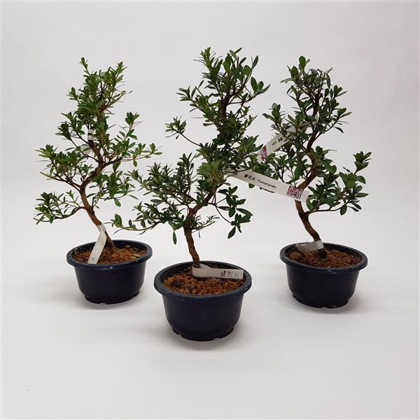 Горшечные цветы и растения оптом Bonsai Japanse Satsuki Azalea Mix от 4шт из Голландии с доставкой по России