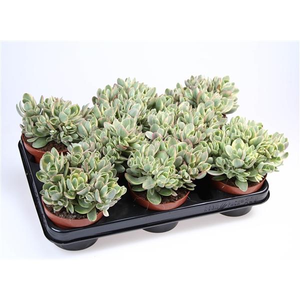 Горшечные цветы и растения оптом Crassula Moneymaker от 8шт из Голландии с доставкой по России