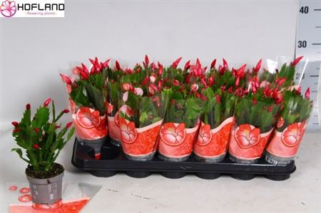 Горшечные цветы и растения оптом Schlumbergera Zaraika 25+ от 18шт (для телеги) из Голландии с доставкой по России