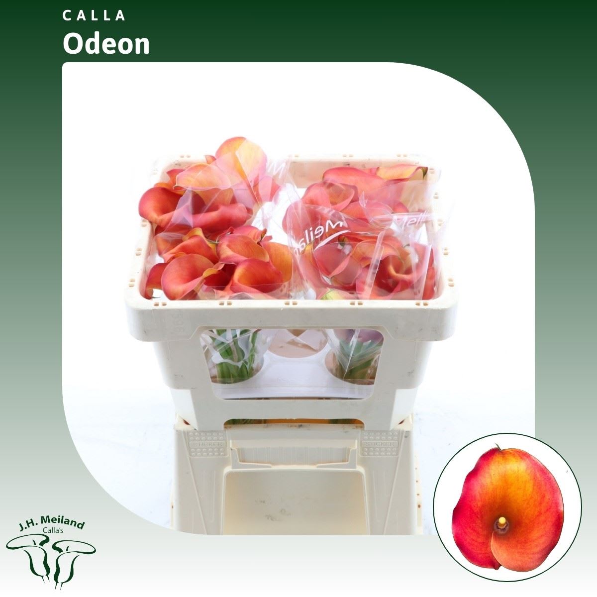 Срезанные цветы оптом Zantedeschia captain odeon от 40шт из Голландии с доставкой по России