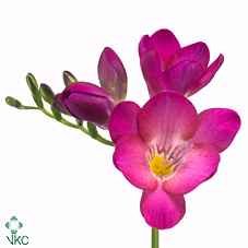 Срезанные цветы оптом Freesia si pink passion от 100шт из Голландии с доставкой по России