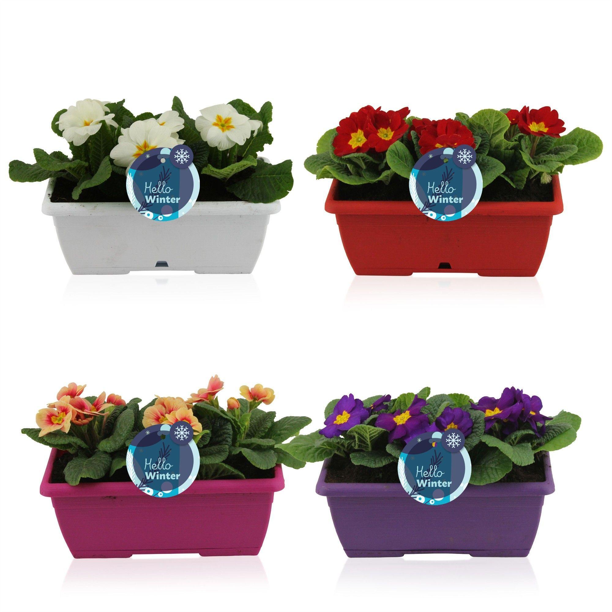 Горшечные цветы и растения оптом Prim Ac Gem от 4шт из Голландии с доставкой по России