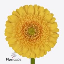 Срезанные цветы оптом Germini diamond springtime от 80шт из Голландии с доставкой по России