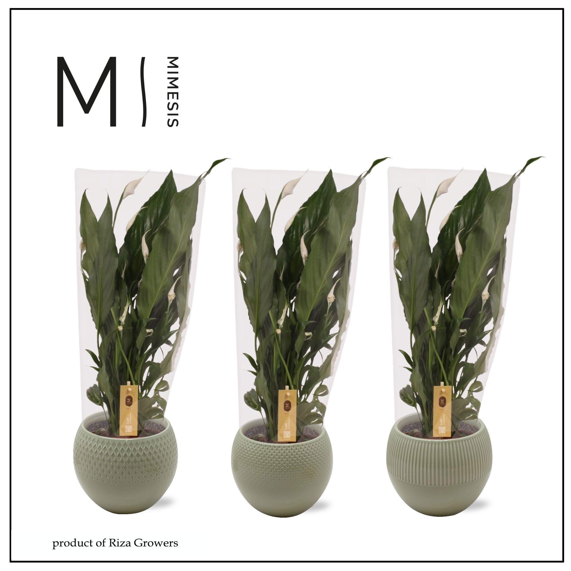 Горшечные цветы и растения оптом Spath Sweet Ricardo от 3шт из Голландии с доставкой по России