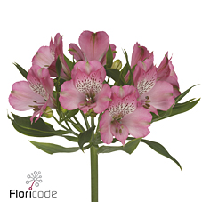 Срезанные цветы оптом Alstroemeria avianna от 80шт из Голландии с доставкой по России