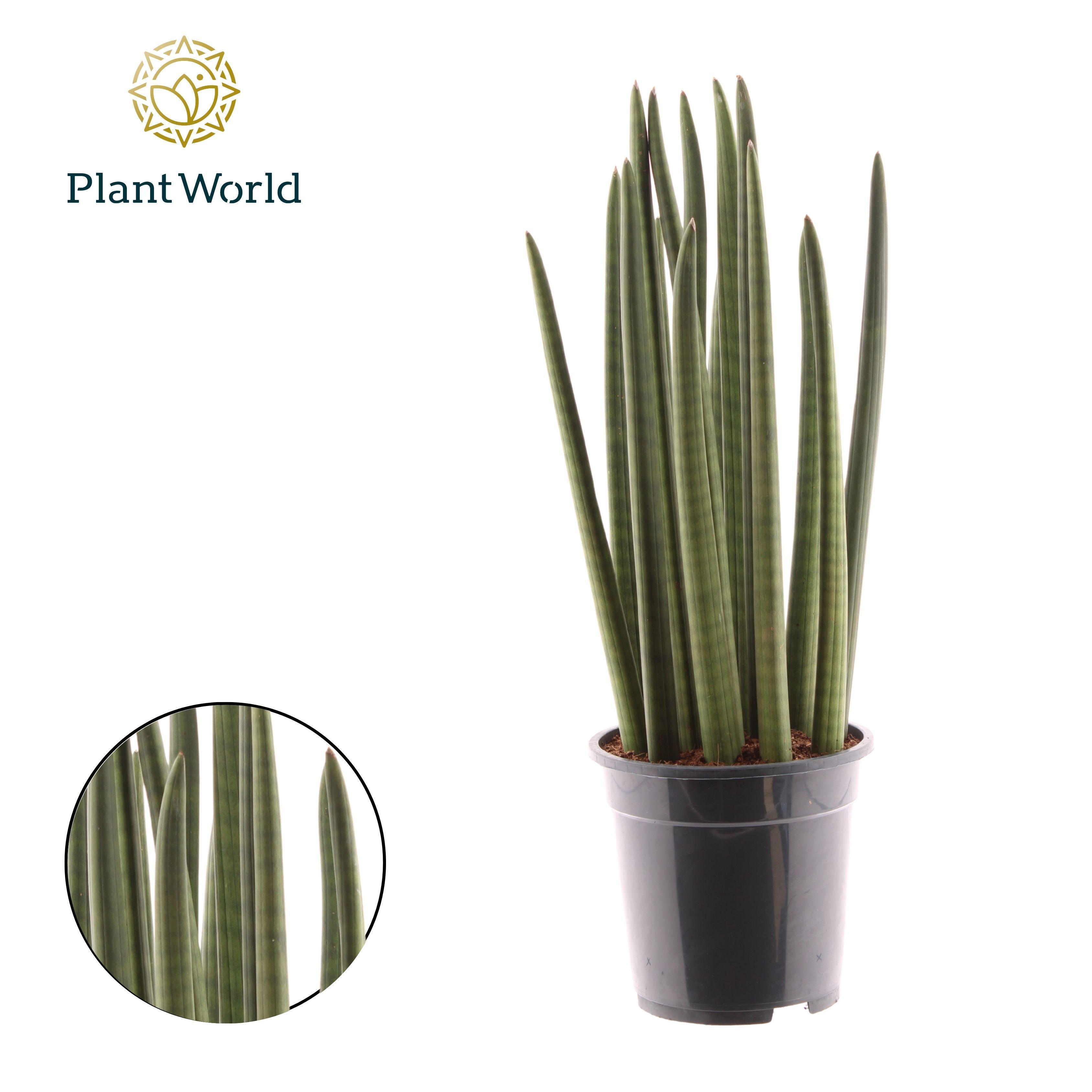Горшечные цветы и растения оптом Sansevieria Cylindrica Spaghetti от 5шт из Голландии с доставкой по России