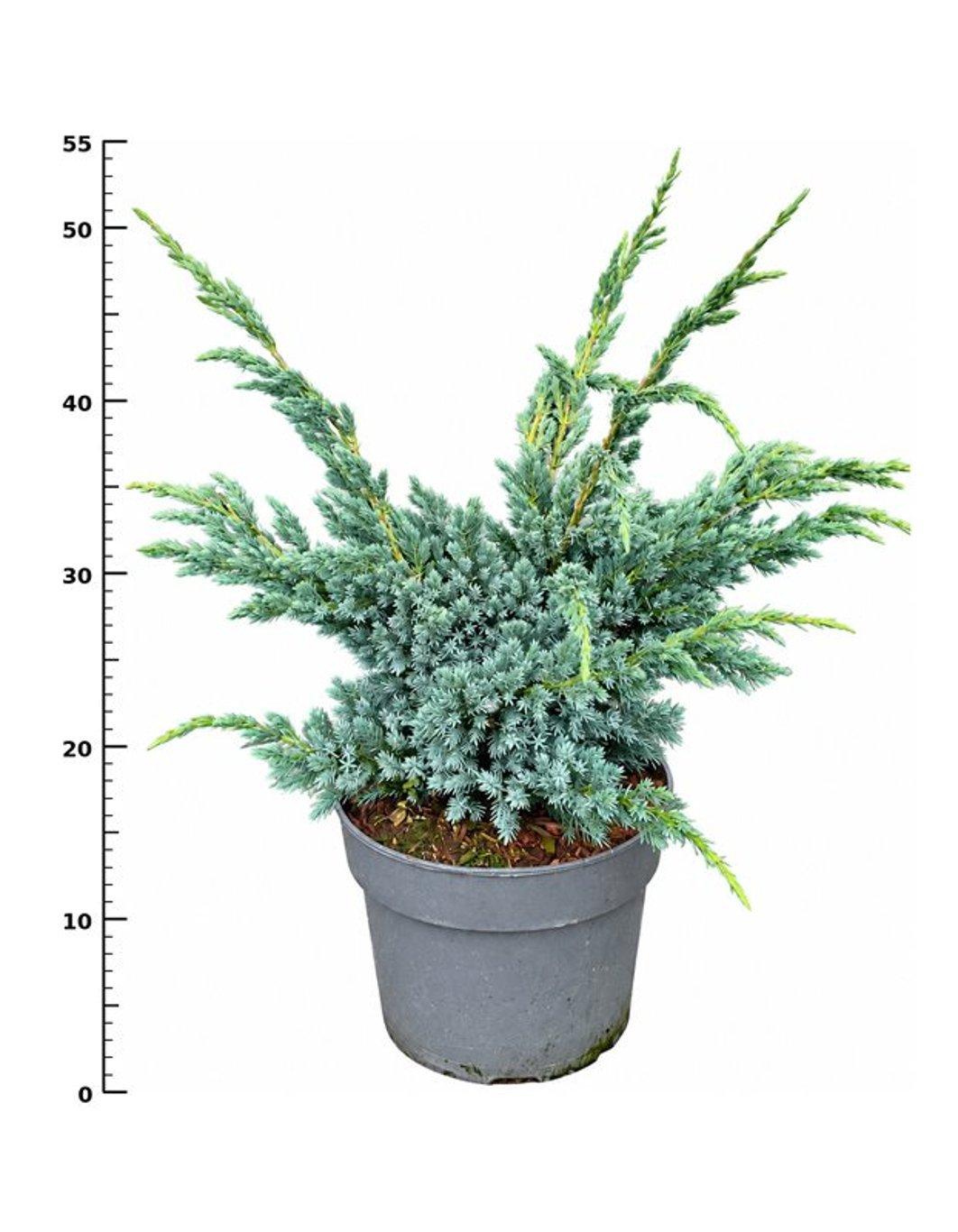 Горшечные цветы и растения оптом Juniperus Squa Meyeri от 1шт из Голландии с доставкой по России