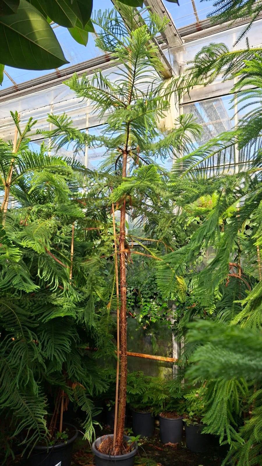 Горшечные цветы и растения оптом Araucaria Op Stam 400 от 1шт из Голландии с доставкой по России