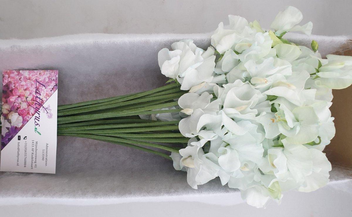 Срезанные цветы оптом Lathyrus paint iceblue magic от 30шт из Голландии с доставкой по России