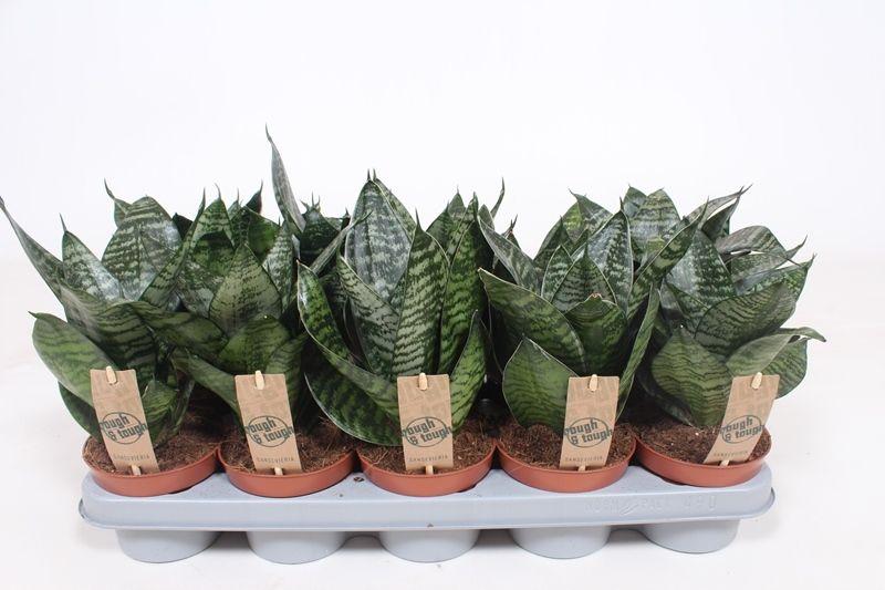 Горшечные цветы и растения оптом Sansevieria Hahnii от 10шт из Голландии с доставкой по России