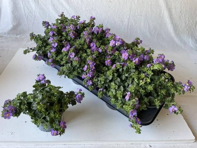 Горшечные цветы и растения оптом Sut Ba Ca Blue от 12шт из Голландии с доставкой по России Горшечные цветы и растения оптом Sut Ba Ca Blue от 12шт из Голландии с доставкой по России