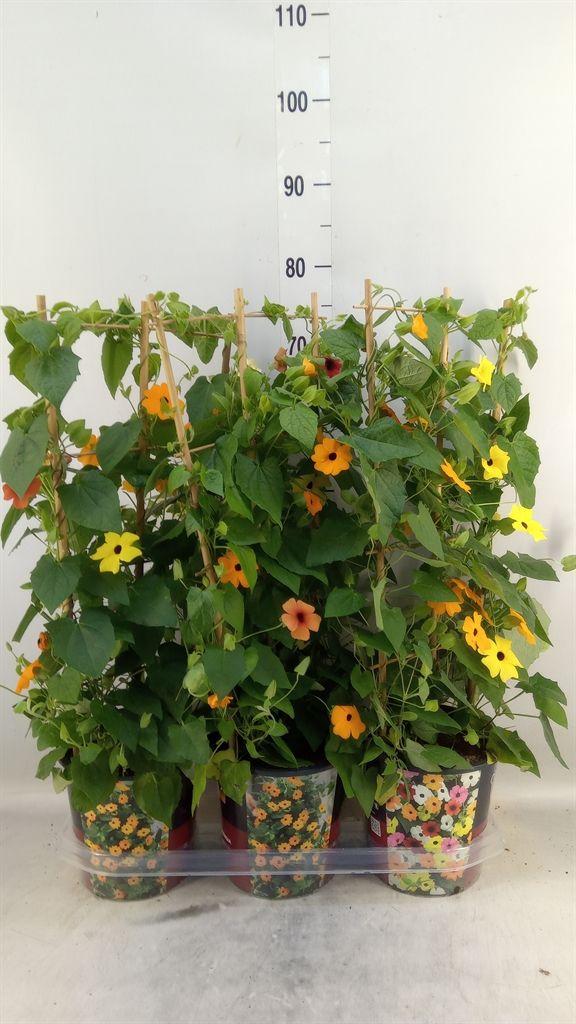 Горшечные цветы и растения оптом Thunbergia Alata от 3шт из Голландии с доставкой по России
