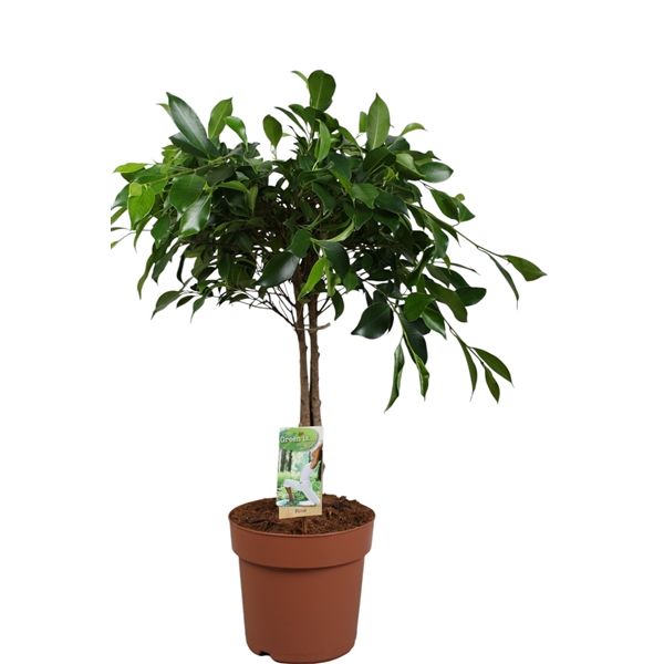 Горшечные цветы и растения оптом Ficus Be Nitida Carroussel On Stem от 1шт из Голландии с доставкой по России