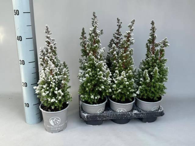 Горшечные цветы и растения оптом Chamaecyparis Thy. Excellent Point от 6шт из Голландии с доставкой по России