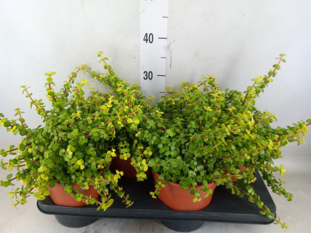 Горшечные цветы и растения оптом Crassula   ... от 4шт из Голландии с доставкой по России