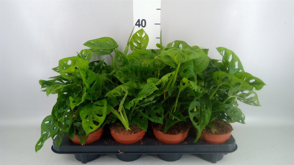 Горшечные цветы и растения оптом Monstera Obliqua leichtlinii от 8шт из Голландии с доставкой по России