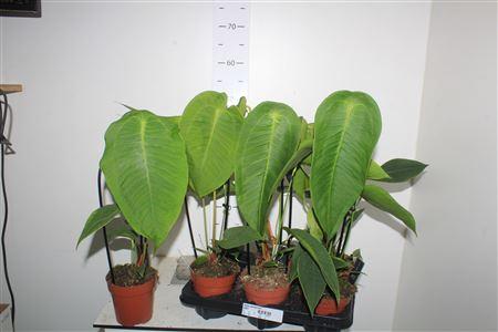 Горшечные цветы и растения оптом Anthurium Regale от 6шт из Голландии с доставкой по России