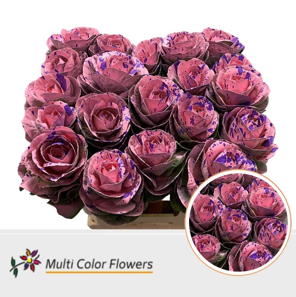 Срезанные цветы оптом Brassica paint splash lila от 20шт из Голландии с доставкой по России