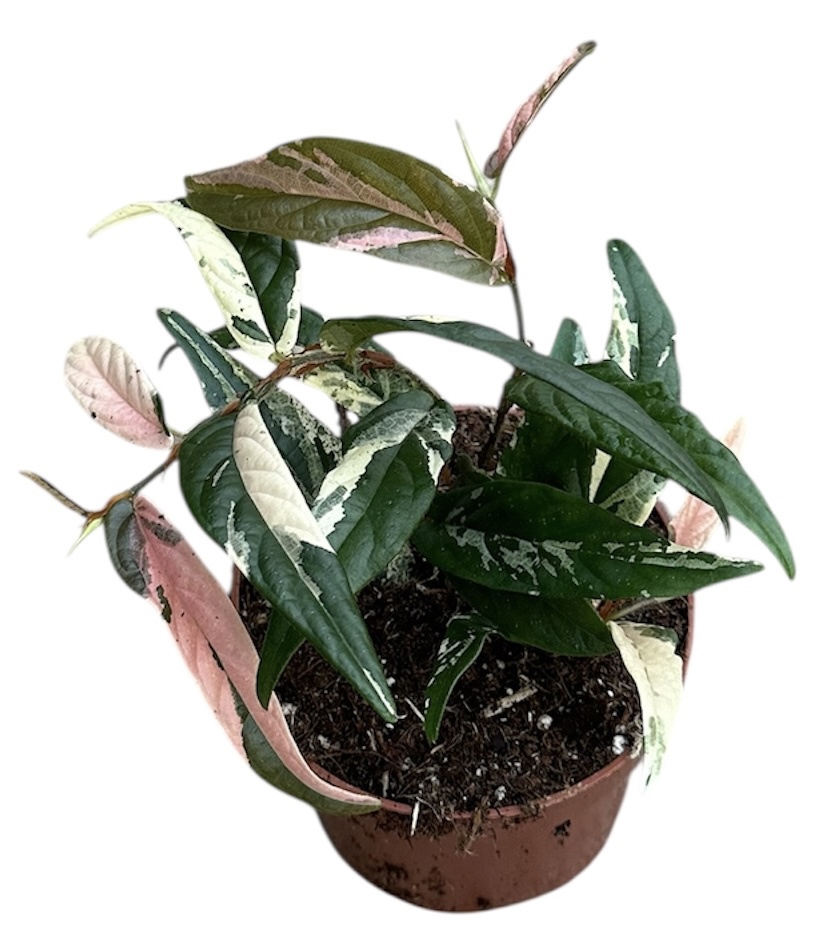 Горшечные цветы и растения оптом Ficus Sagittata Variegata Pink от 1шт (для телеги) из Голландии с доставкой по России