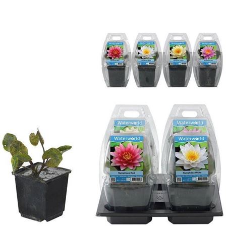 Горшечные цветы и растения оптом Nympha Ov от 4шт из Голландии с доставкой по России